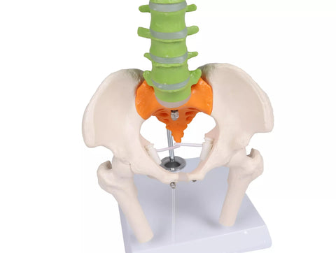 Coloană vertebrală flexibilă miniatură, didactică