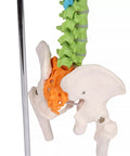 Coloană vertebrală flexibilă miniaturală, didactică
