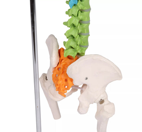 Coloană vertebrală flexibilă miniaturală, didactică