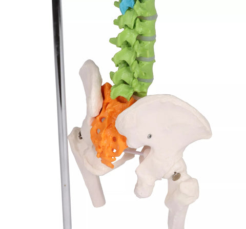Coloană vertebrală flexibilă miniatură, didactică