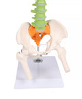 Coloană vertebrală flexibilă miniaturală, didactică