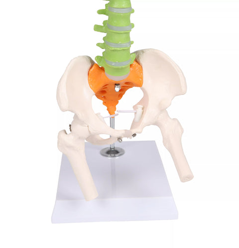 Coloană vertebrală flexibilă miniaturală, didactică