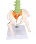 Coloană vertebrală flexibilă miniatură, didactică