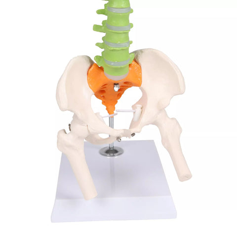 Coloană vertebrală flexibilă miniatură, didactică