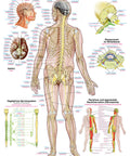 Planșă Sistemul nervos, 70x100cm