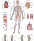Planșă sistemul vascular, 70x100 cm