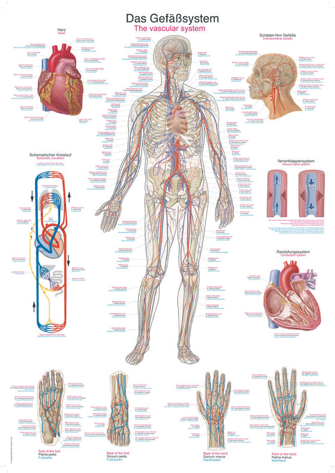 Planșă sistemul vascular, 70x100 cm