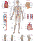 Planșă Sistemul vascular, 50x70cm