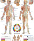 Planșă Acupunctură corporală, 70x100 cm
