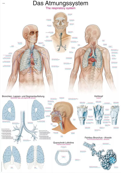 Planșă sistemul respirator, 50x70cm
