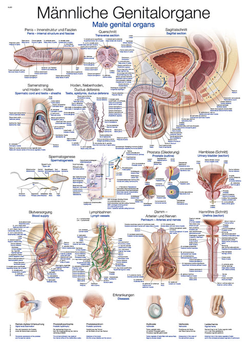 Planșă organele genitale masculine, 70x100 cm
