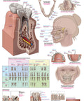 Planșă anatomia dentară, 70x100 cm