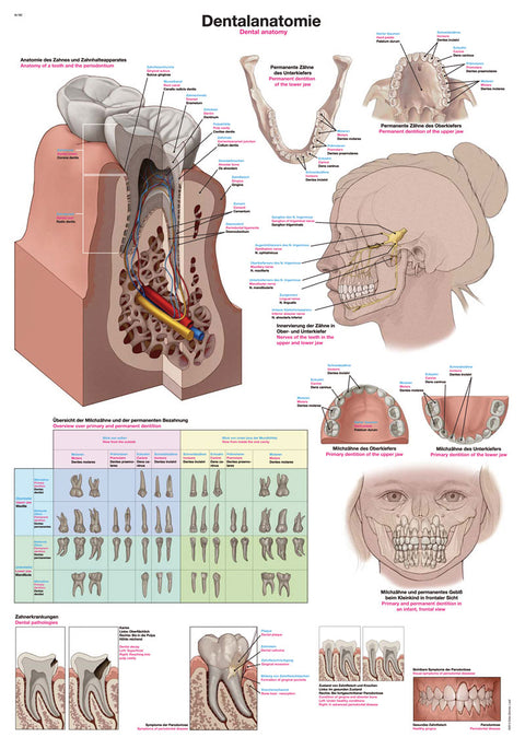 Planșă anatomia dentară, 70x100 cm