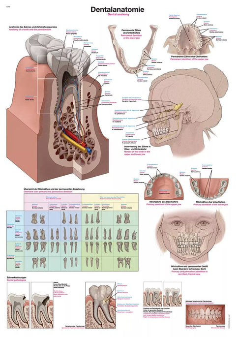 Planșă anatomie dentară 50x70 cm