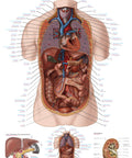 Planșă Organele interne, 70x100 cm