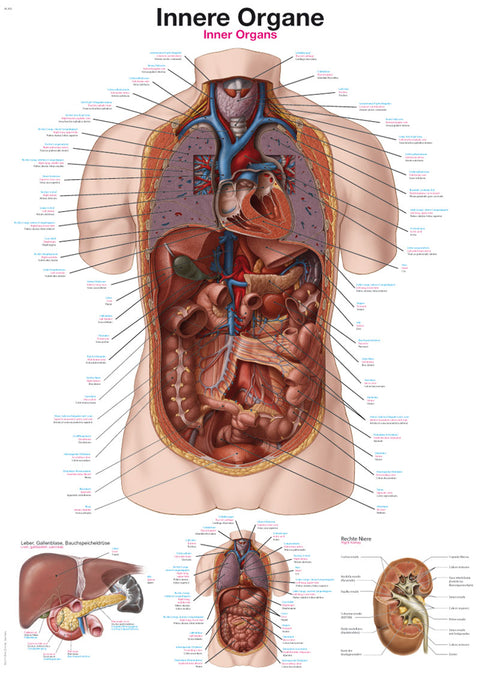 Planșă Organele interne, 70x100 cm