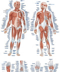 Diagramă "Mușchii umani", 50x70 cm