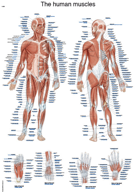 Diagramă "Mușchii umani", 50x70 cm