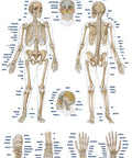 Diagramă "Scheletul uman", 50×70 cm