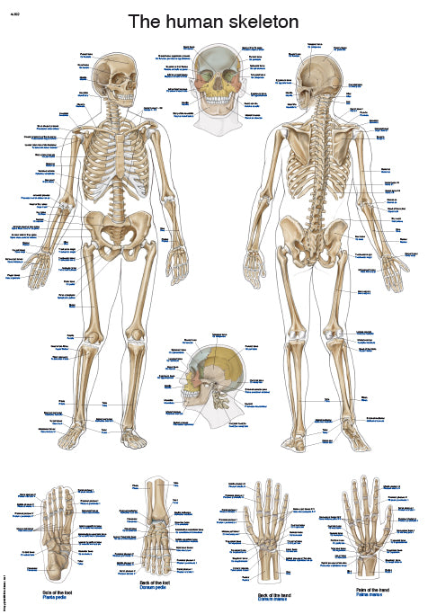 Diagramă "Scheletul uman", 50×70 cm