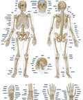 Diagramă "Scheletul uman", 50×70 cm