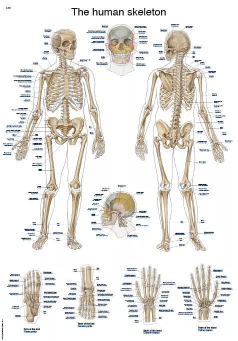 Diagramă "Scheletul uman", 50×70 cm