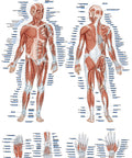 Planșă „La musculature humaine”, 50x70 cm