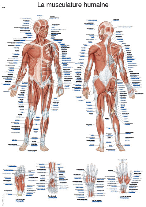 Planșă „La musculature humaine”, 50x70 cm