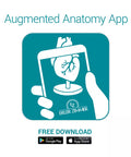 Model bloc piele - Anatomie augmentată EZ