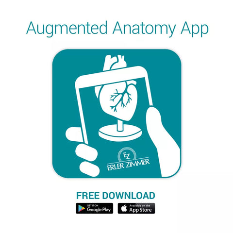 Jumătate ochi, mărit - Anatomie augmentată EZ