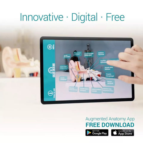 Model de craniu osteopatic, 22 piese, versiune didactică – EZ Augmented Anatomy