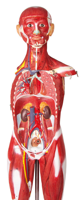 Figură musculară, 30 piese, 85 cm