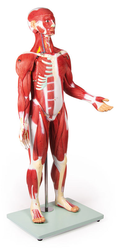 Figură musculară, 30 piese, 85 cm
