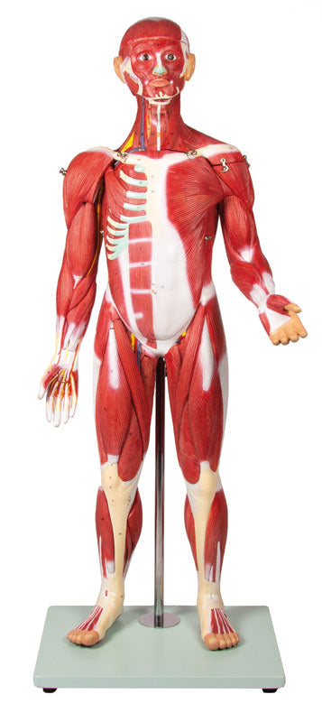 Figură musculară, 30 piese, 85 cm