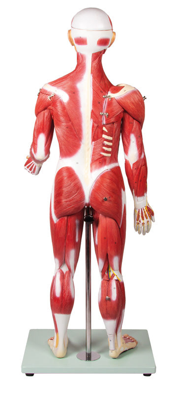 Figură musculară, 30 piese, 85 cm
