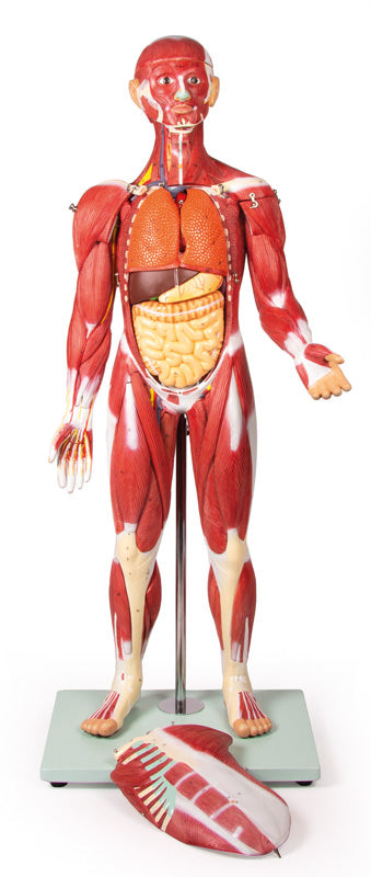 Figură musculară, 30 piese, 85 cm