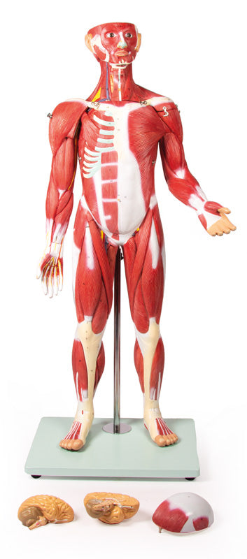 Figură musculară, 30 piese, 85 cm