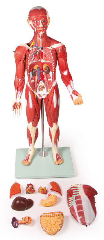 Figură musculară, 30 piese, 85 cm