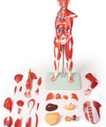 Figură musculară, 30 piese, 85 cm