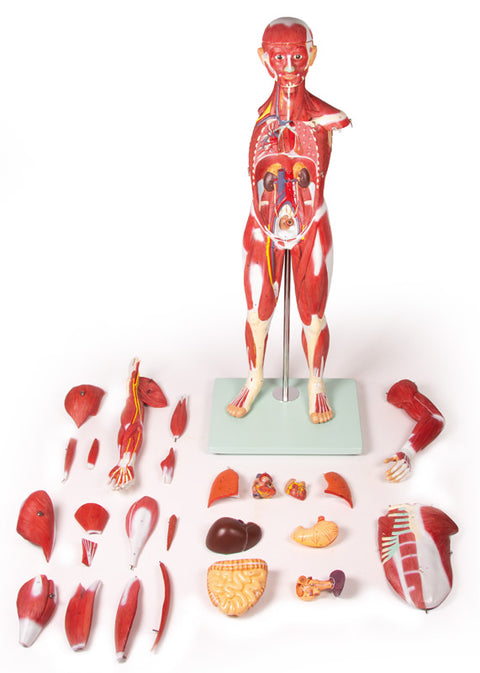 Figură musculară, 30 piese, 85 cm