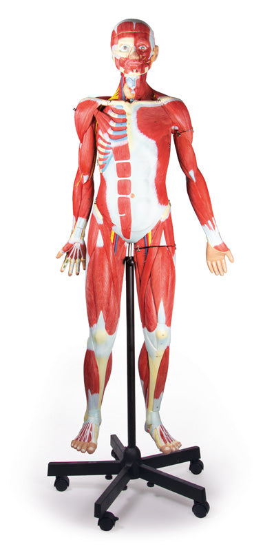 Figură musculară, 2/3 mărime naturală, 32 piese