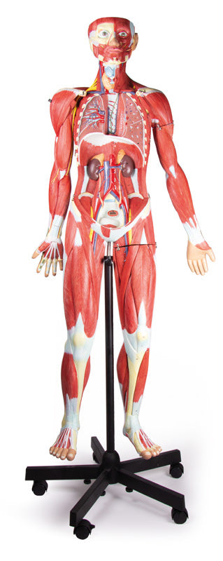 Figură musculară, 2/3 mărime naturală, 32 piese