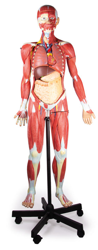 Figură musculară, 2/3 mărime naturală, 32 piese