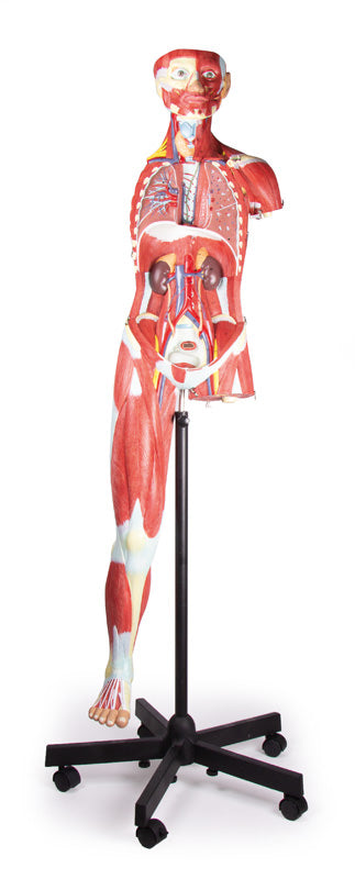 Figură musculară, 2/3 mărime naturală, 32 piese