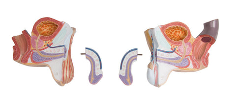 Tors cu spate deschis, 27 piese, dublu sex