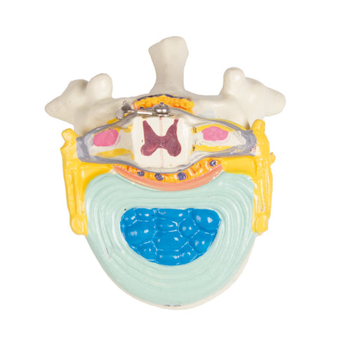 Torso with open back, 27-part, dual sex