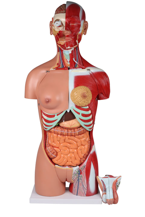 Torso with open back, 28-part, dual sex