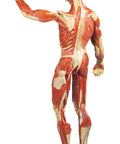 Figură musculară, 1/3 mărime naturală