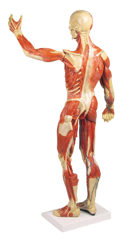 Figură musculară, 1/3 mărime naturală
