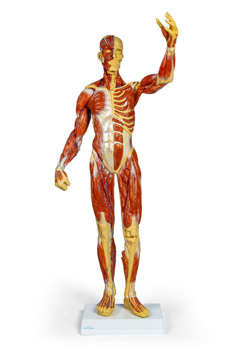 Figură musculară, 1/3 mărime naturală